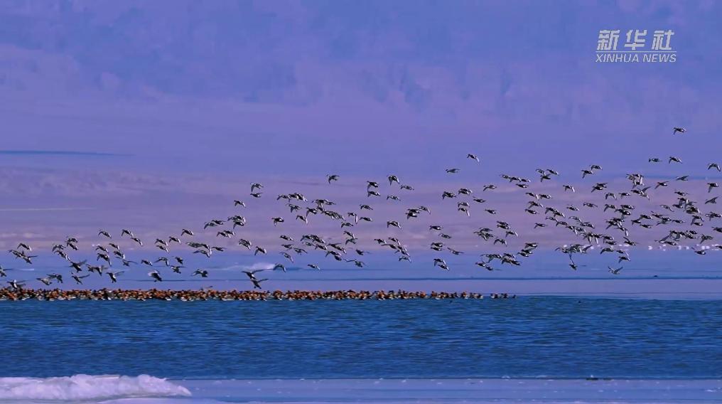 秀我中國(guó)｜青海可魯克湖冬景如畫(huà)