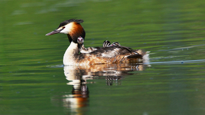 超有愛！看西寧北川河濕地公園鳳頭??花樣&ldquo;遛娃&rdquo;