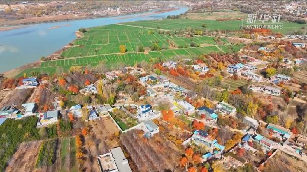 青?；。喝f畝冬小麥染綠黃河畔