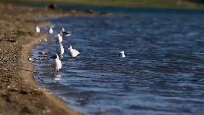 世界野生動(dòng)植物日，帶您到青藏高原領(lǐng)略&ldquo;野生動(dòng)物家園&rdquo;