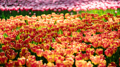 顏值爆表！青海西寧開啟&ldquo;花城&rdquo;模式